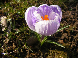 crocus