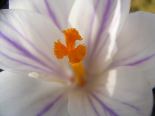 crocus detail