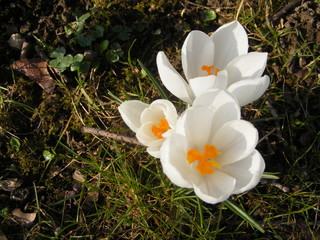 crocus