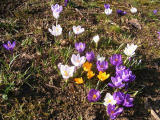 field with crocus