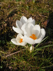 white crocus