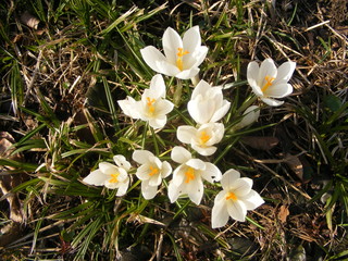 crocus