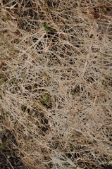 Dry stalks.