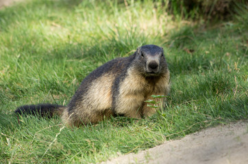 Marmotta