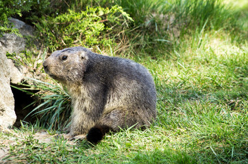 Naklejka premium Marmotta
