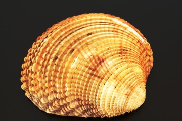 Cockleshells from the sea, from the ocean