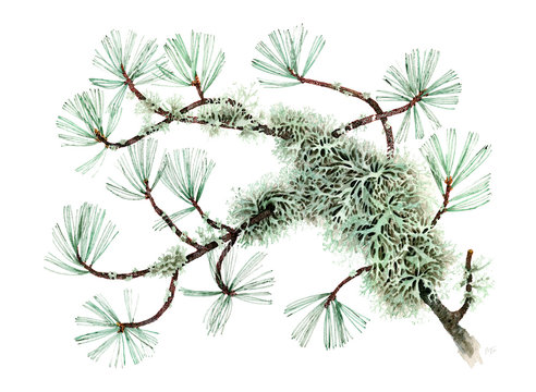 Pino cembro - Pinus cembra -Bosco Alevè