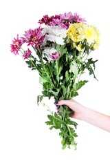 Bouquet of beautiful chrysanthemums in hand isolated on white