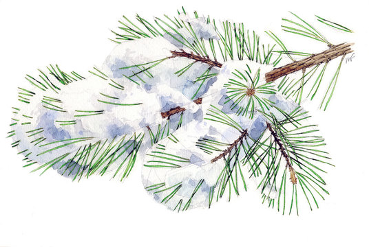 Pino silvestre con neve - Pinus sylvestris