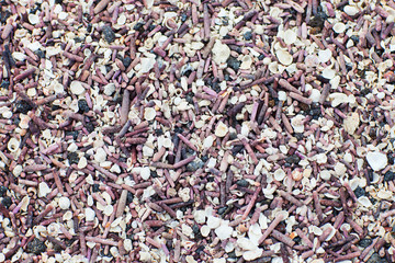 Sea shells and corals