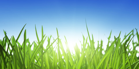 Fototapeta premium green grass and blue sky