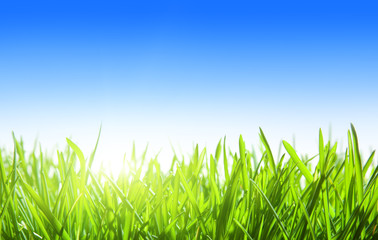 green grass and blue sky