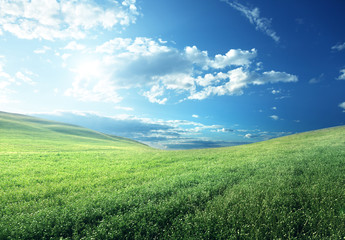 field of spring grass