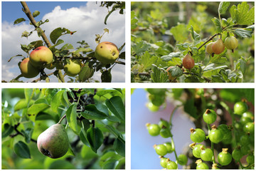 fresh fruits picture collection