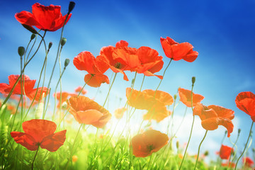 Fototapeta na wymiar Poppy flowers on field and sunny day