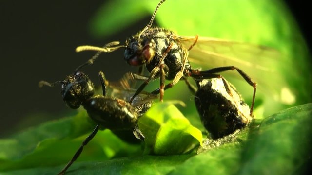 Ant aggressive defender