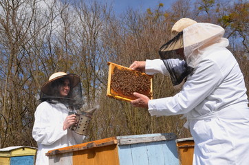 Pszczelarze w pasiece