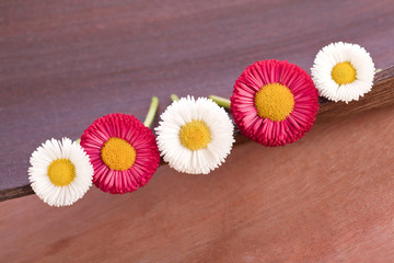 Obraz premium beautiful red and white daisy flowers