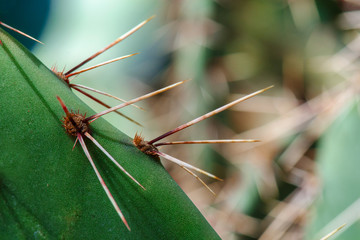 Close-up of cactus needles