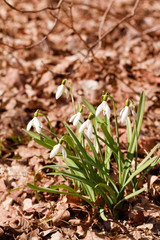 snowdrop flowers in a park in spring