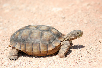 endangered desert turtle wild animal