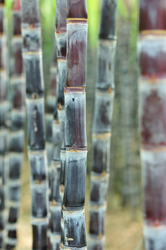sugarcane plants grow in field
