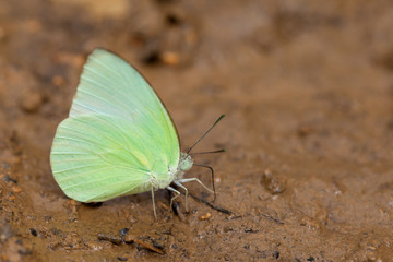Green yellow butterfly on the ground