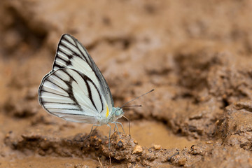 White butterfly on the ground
