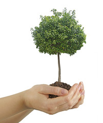 tree in hands