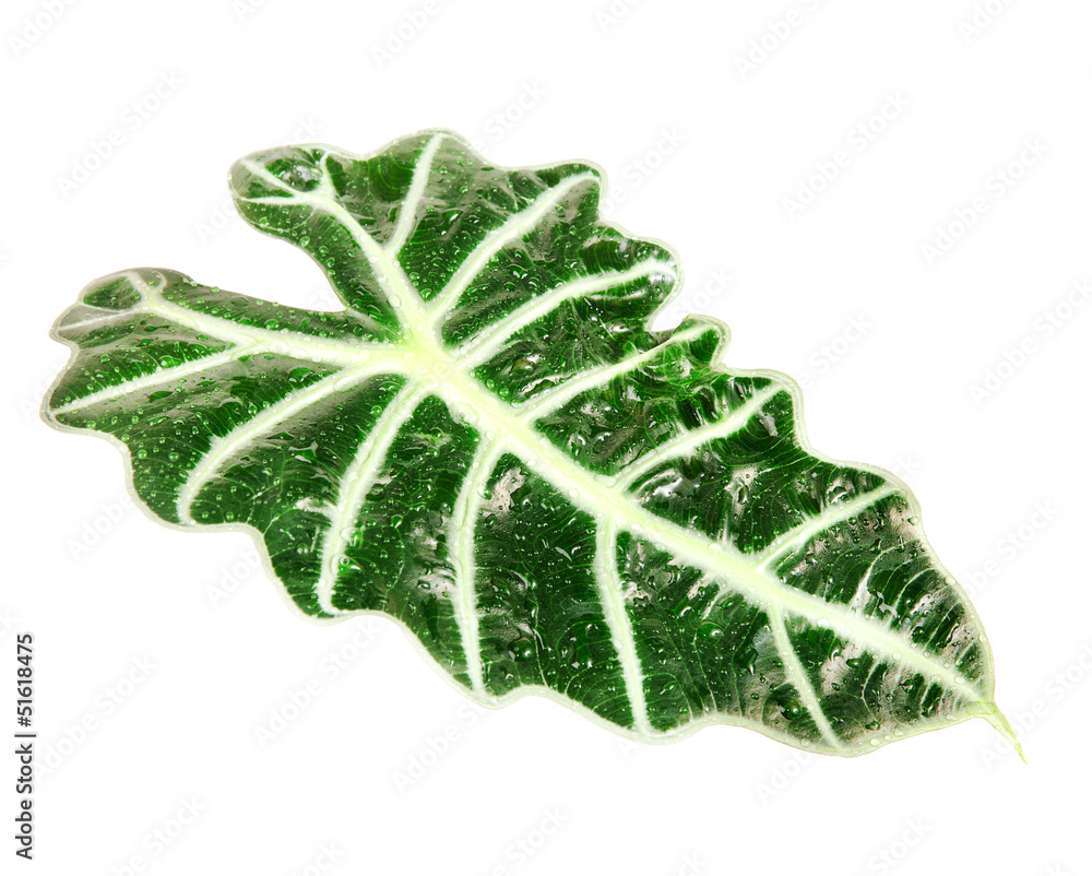 Wall mural green leaf Alocasia (Schott) isolated on white