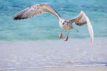 Sea gull at the sand beach