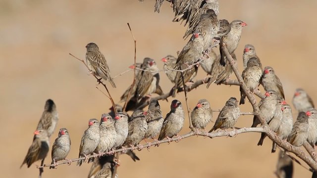 Red-billed Queleas on tree branches, Etosha National Park