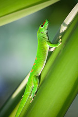 Green gecko
