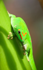 Green gecko