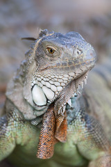 Iguana