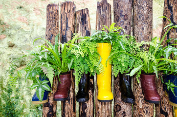 Plant in colorful boots on wood