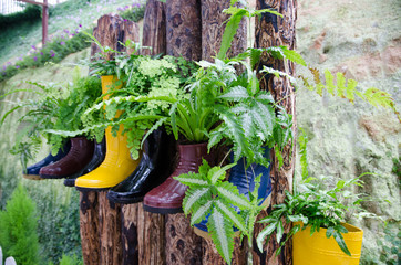 Plant in colorful boots on wood