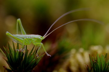 キリギリスの1令幼虫