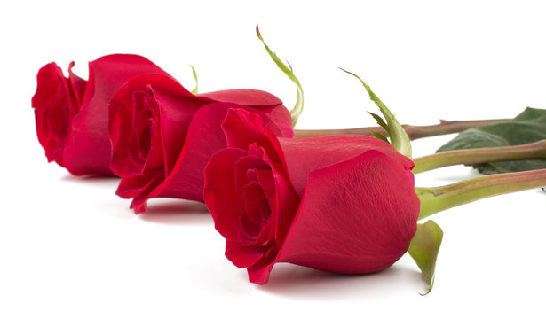 Beautiful red roses isolated on white background