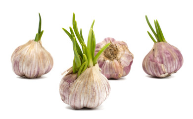 Garlic isolated on white background