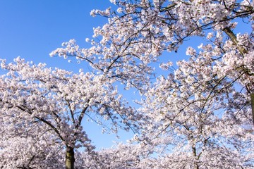 Amalanchier blossom trees