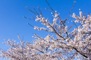 Amelanchier blossom