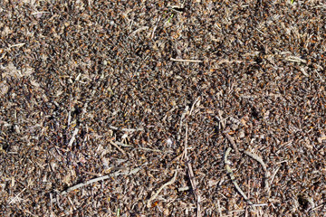 Million  red ants
