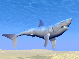 Fototapeta premium Shark underwater - 3D render