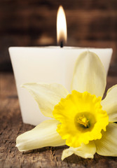 aromatic candle and narcissus close-up
