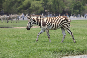 Fototapeta na wymiar zebra on green grass field