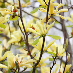 Panele Szklane Podświetlane  yellow flowers. magnolia tree blossoms