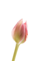 Fototapeta premium nice tulip
