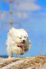 Action Hund