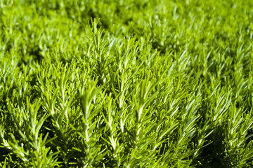 Fototapeta premium Green rosemary texture